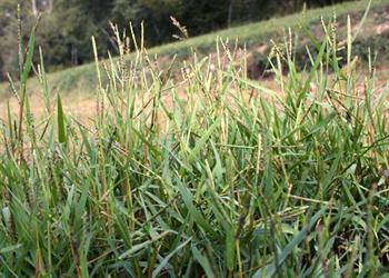 بندواش یا سگ واش